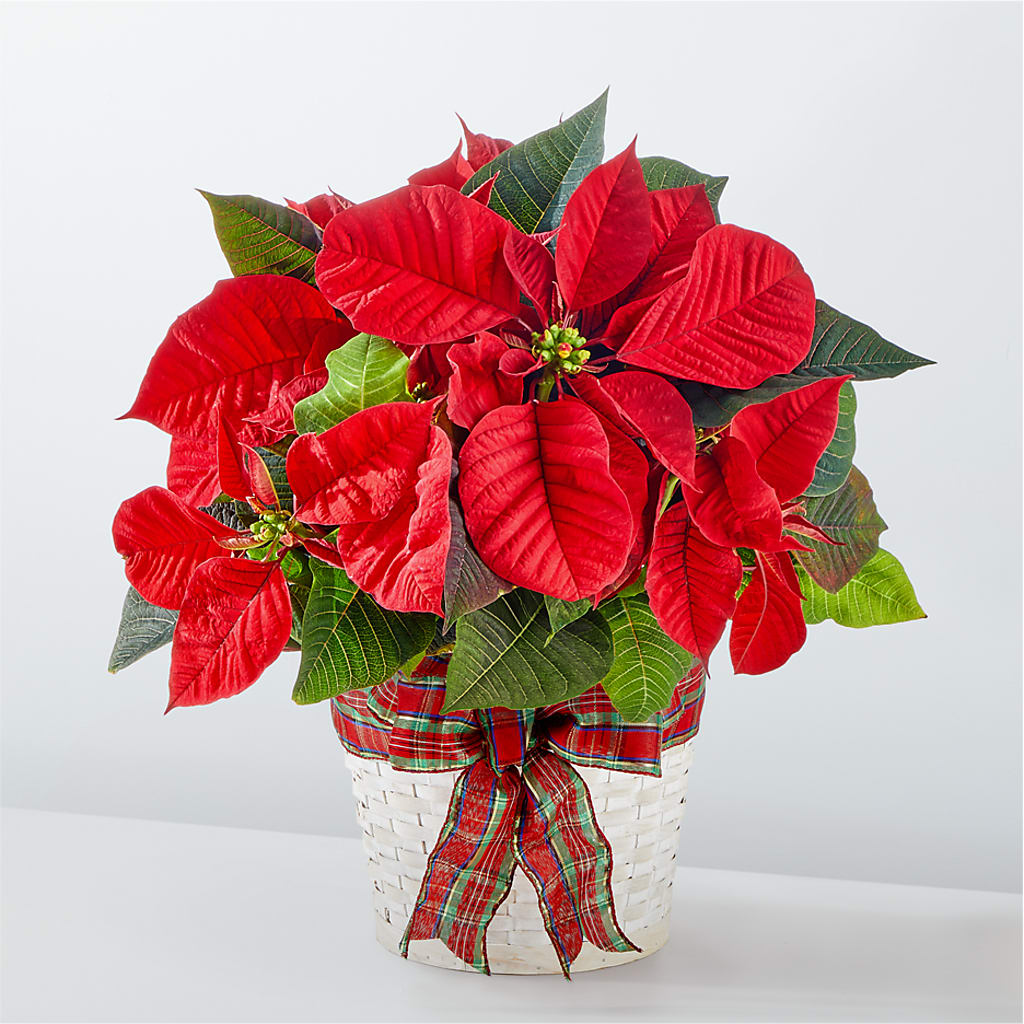 Happiest Holidays Poinsettia – Haggen, Bellingham WA