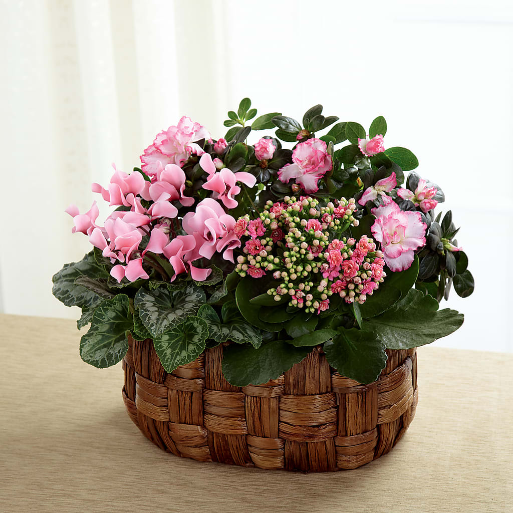 Pink Assortment – Haggen, Bellingham WA