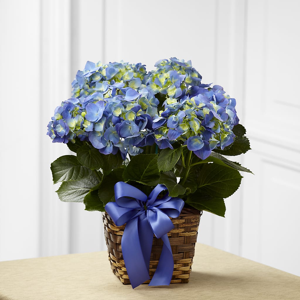 Blue Hydrangea Planter – Haggen, Bellingham WA