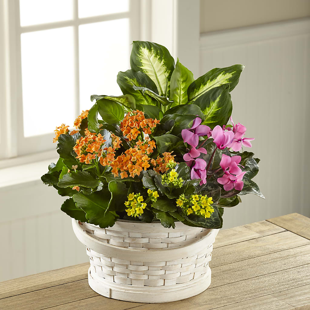 Color Crush Dishgarden – Haggen, Bellingham WA