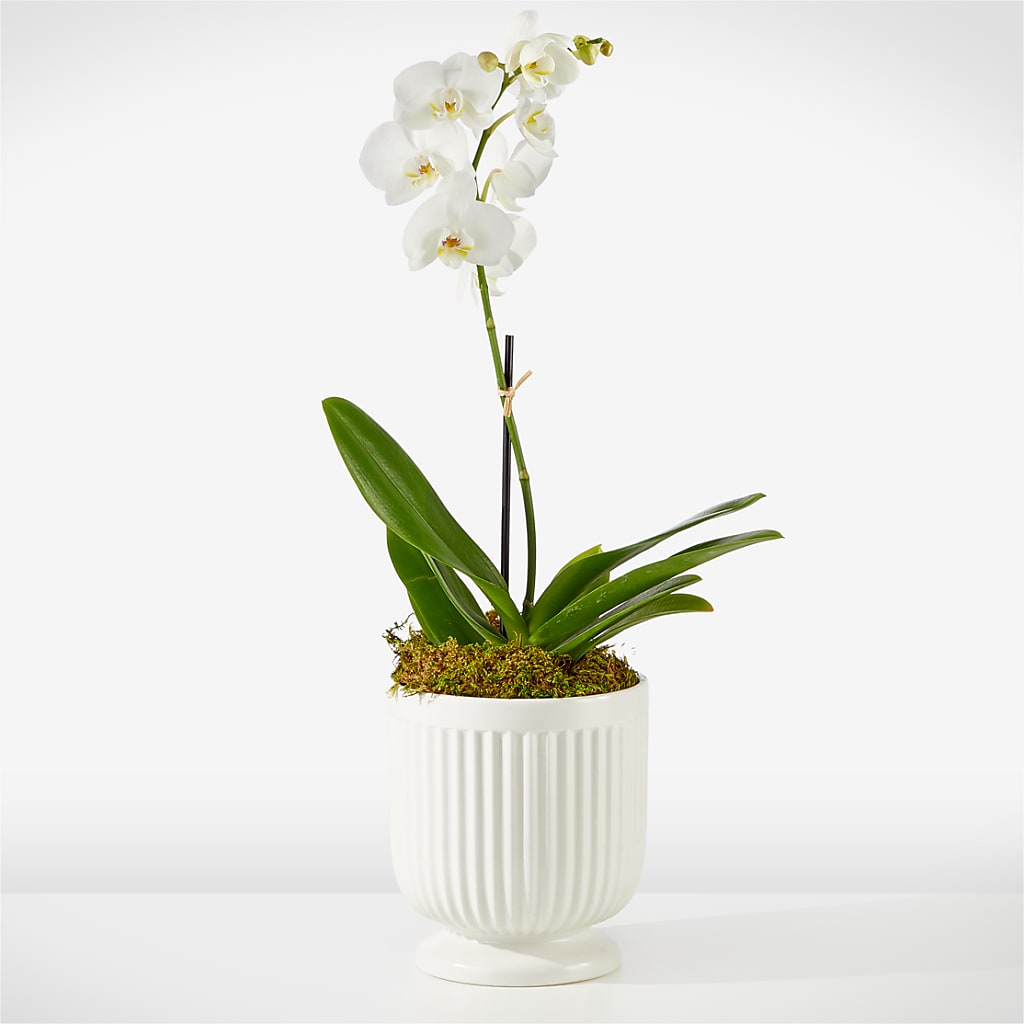 Whispering White Orchid – Haggen, Bellingham WA