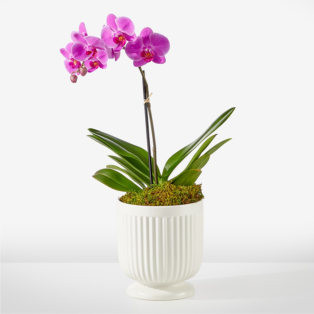 Friendly Fuchsia Orchid – Haggen, Bellingham WA
