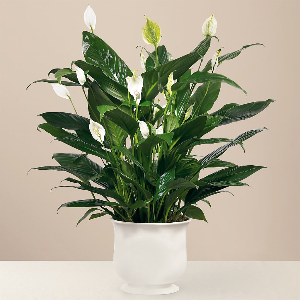 Comfort Planter – Haggen, Bellingham WA