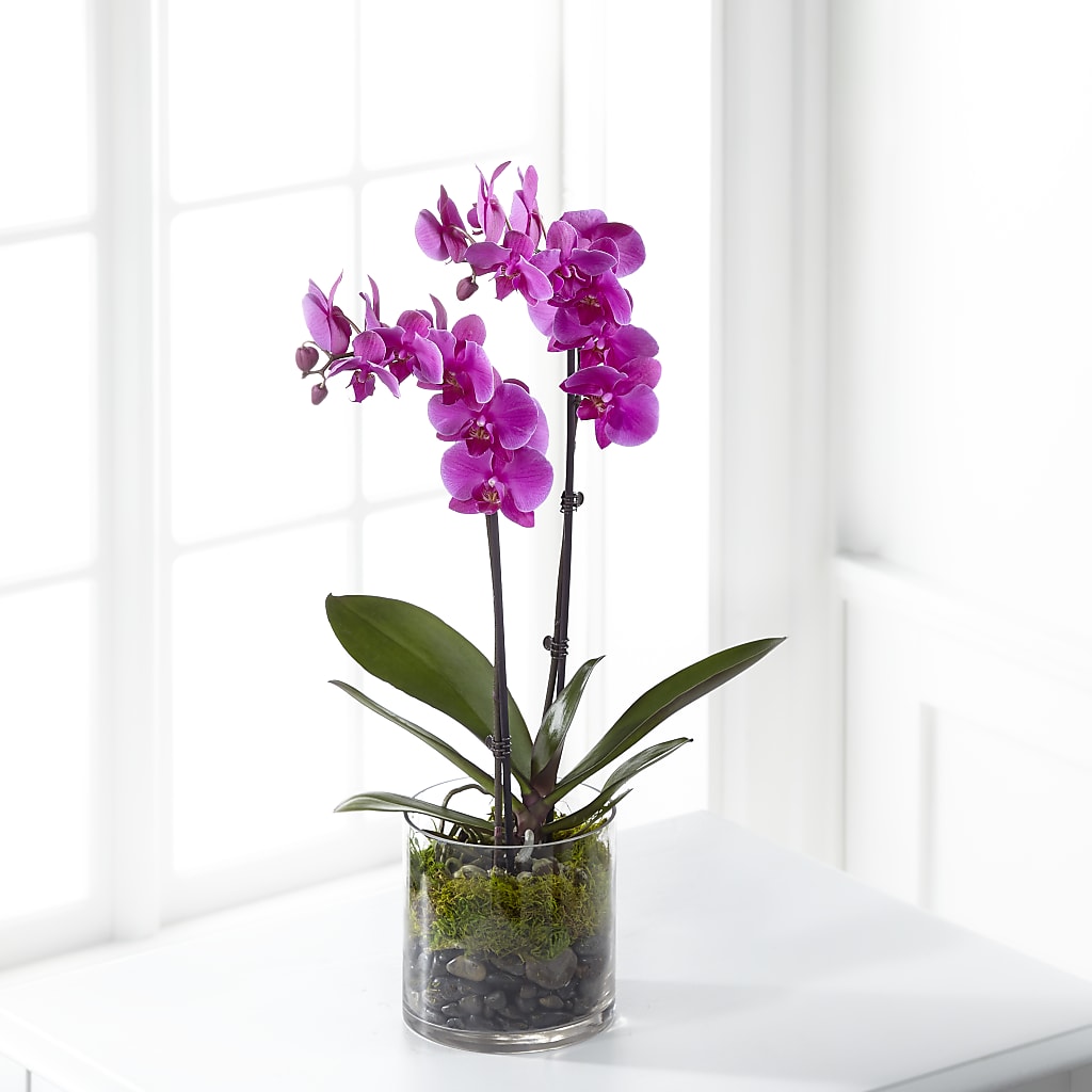 Pink Orchid Plant – Haggen, Bellingham WA