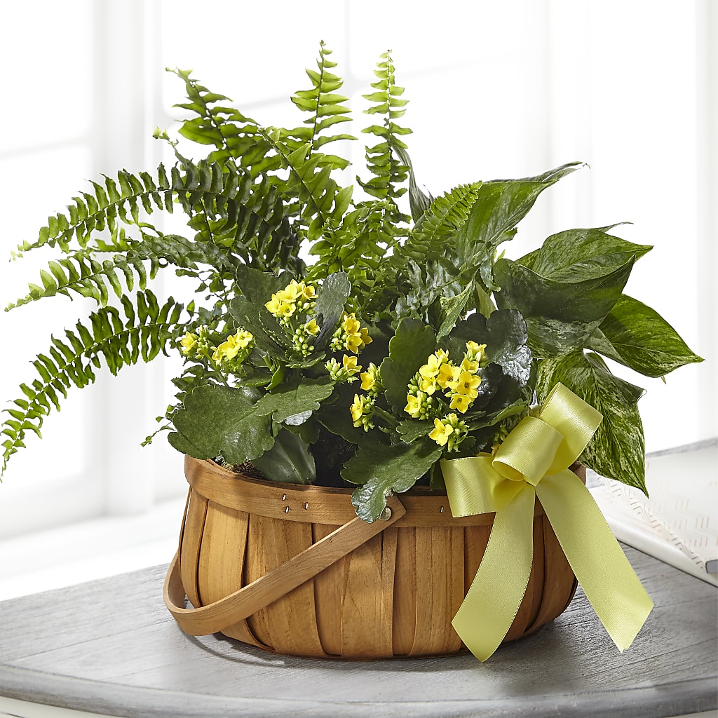 Always Dear Dishgarden – Haggen, Bellingham WA