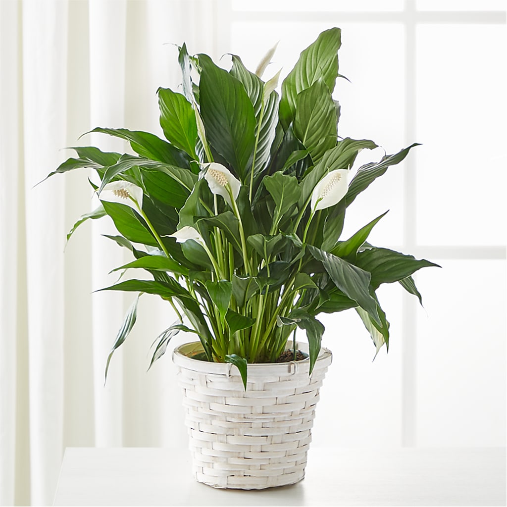 A New Leaf Peace Lily – Haggen, Bellingham WA