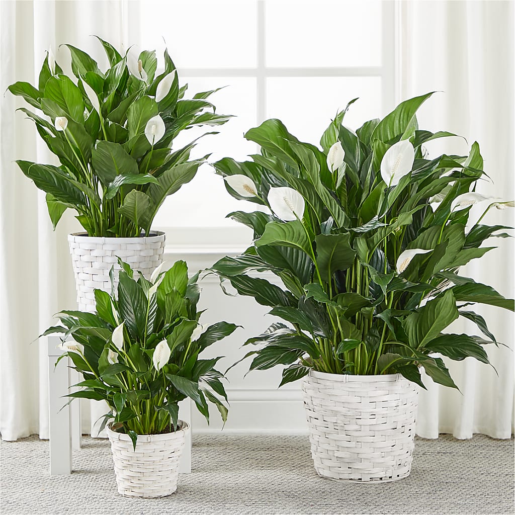 A New Leaf Peace Lily – Haggen, Bellingham WA