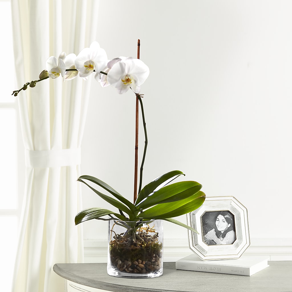White Orchid Planter – Haggen, Bellingham WA