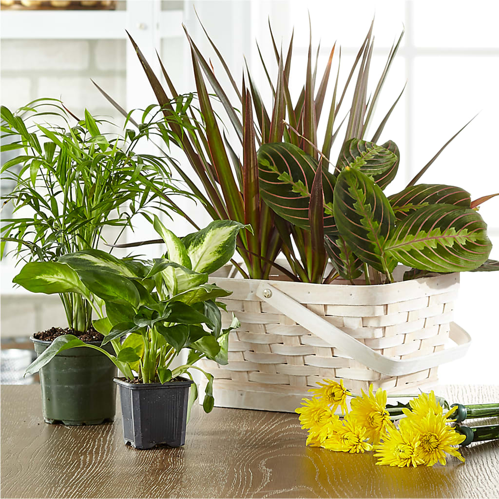 Florist Designed Blooming and Green Plants in a Basket –  Haggen, Bellingham WA