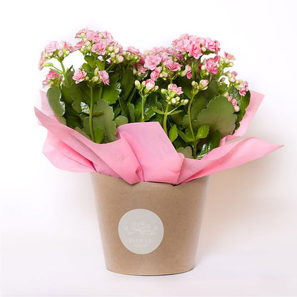 Blooming Kalanchoe Pink –  Haggen, Bellingham WA