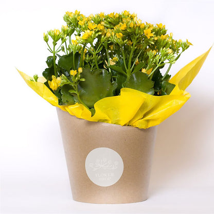 Blooming Kalanchoe Yellow –  Haggen, Bellingham WA