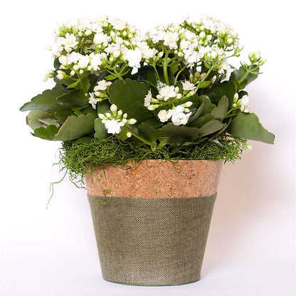 Blooming Kalanchoe White –  Haggen, Bellingham WA