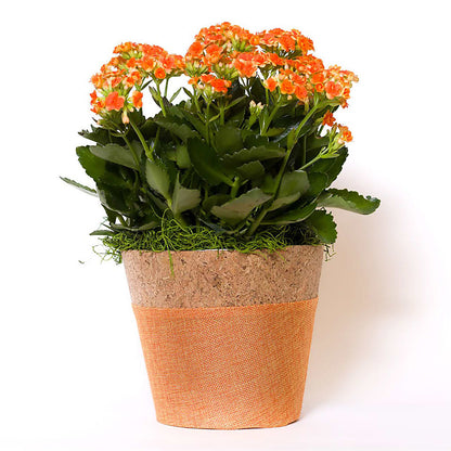 Blooming Kalanchoe Orange –  Haggen, Bellingham WA