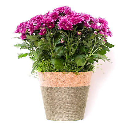 Blooming Mum –  Haggen, Bellingham WA