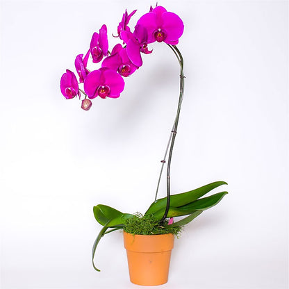 Single Colored Orchid in Pot –  Haggen, Bellingham WA
