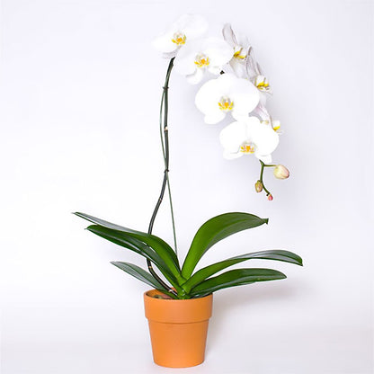Single White Orchid in Pot –  Haggen, Bellingham WA