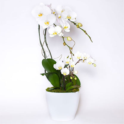Orchid Garden Deluxe –  Haggen, Bellingham WA