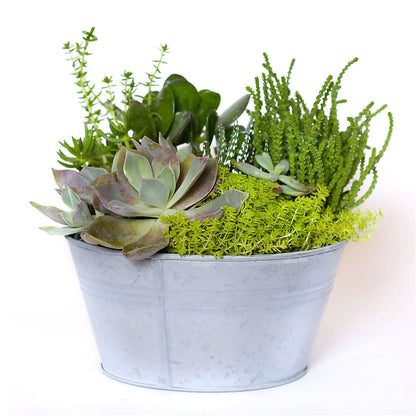 Succulent Garden –  Haggen, Bellingham WA