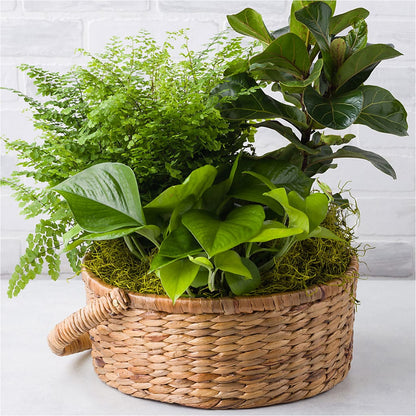 Euro Foliage Basket –  Haggen, Bellingham WA
