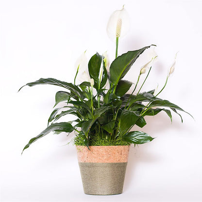 Spathiphyllum Plant –  Haggen, Bellingham WA
