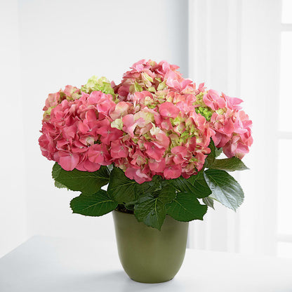 Pink Hydrangea Planter –  Haggen, Bellingham WA
