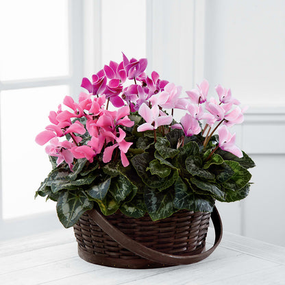 Mixed Cyclamen Planter –  Haggen, Bellingham WA