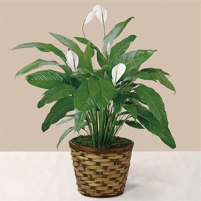 Tranquil Moments Peace Lily Plant –  Haggen, Bellingham WA