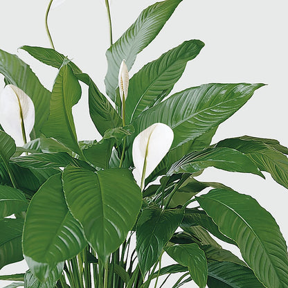 Tranquil Moments Peace Lily Plant –  Haggen, Bellingham WA