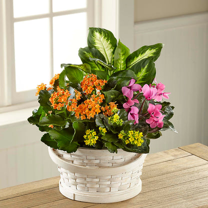 Color Crush Dishgarden –  Haggen, Bellingham WA
