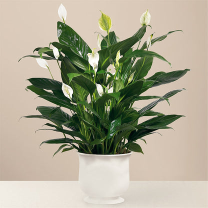 Comfort Planter –  Haggen, Bellingham WA