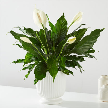 Comfort Planter –  Haggen, Bellingham WA