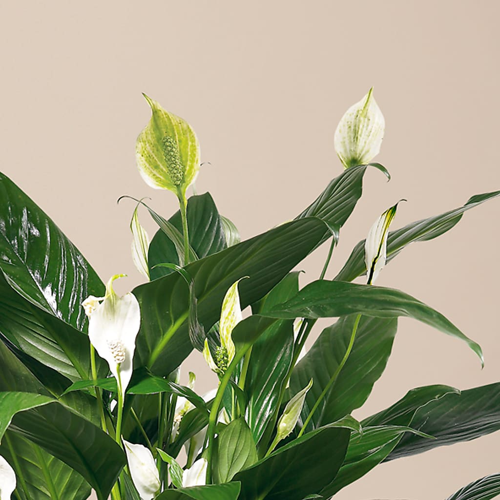 Comfort Planter –  Haggen, Bellingham WA