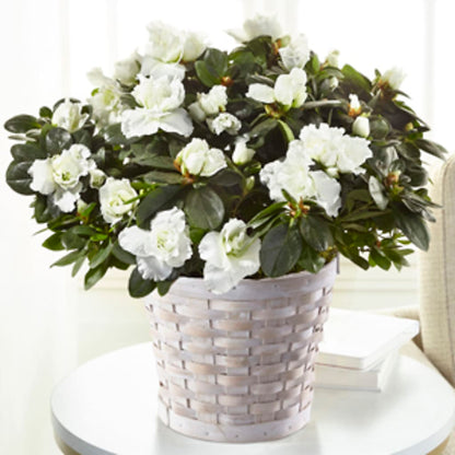 White Azalea Plant –  Haggen, Bellingham WA