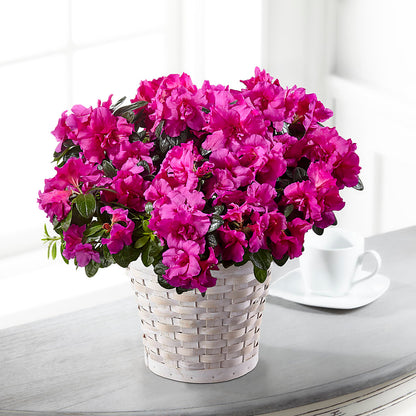 Hope & Serenity Azalea Plant –  Haggen, Bellingham WA