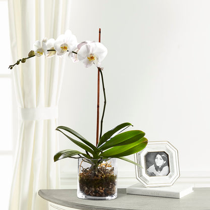 White Orchid Planter –  Haggen, Bellingham WA