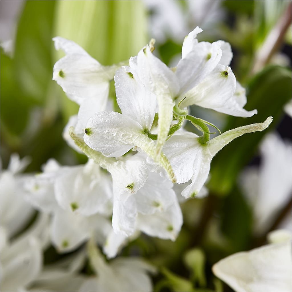 Classic Ivory – A Florist Original –  Haggen, Bellingham WA